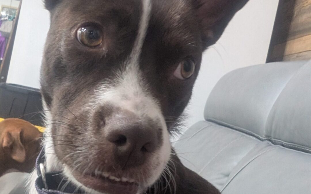 PXL_20260116_014714471.MP