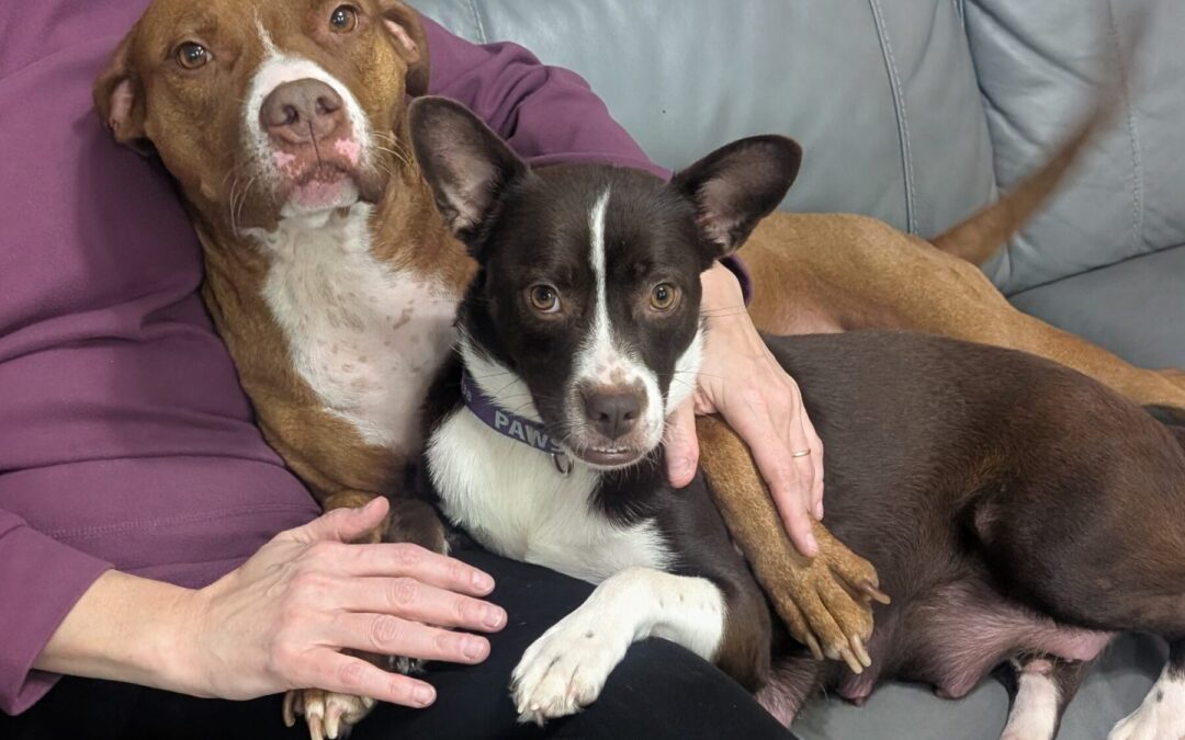 PXL_20251208_012432842.MP