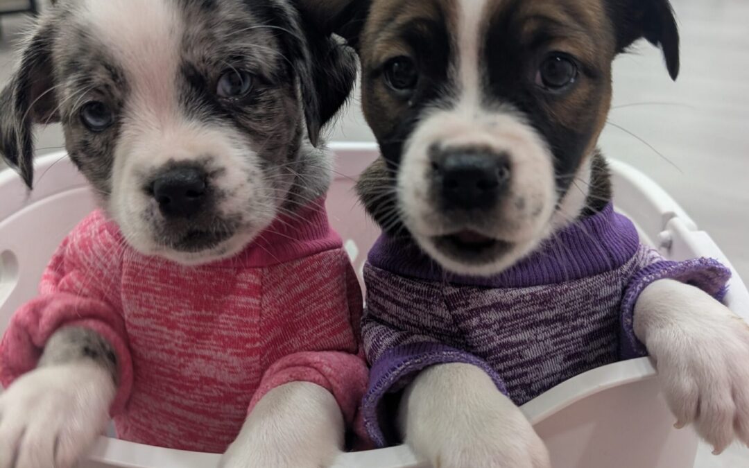 PXL_20260107_012306024.MP