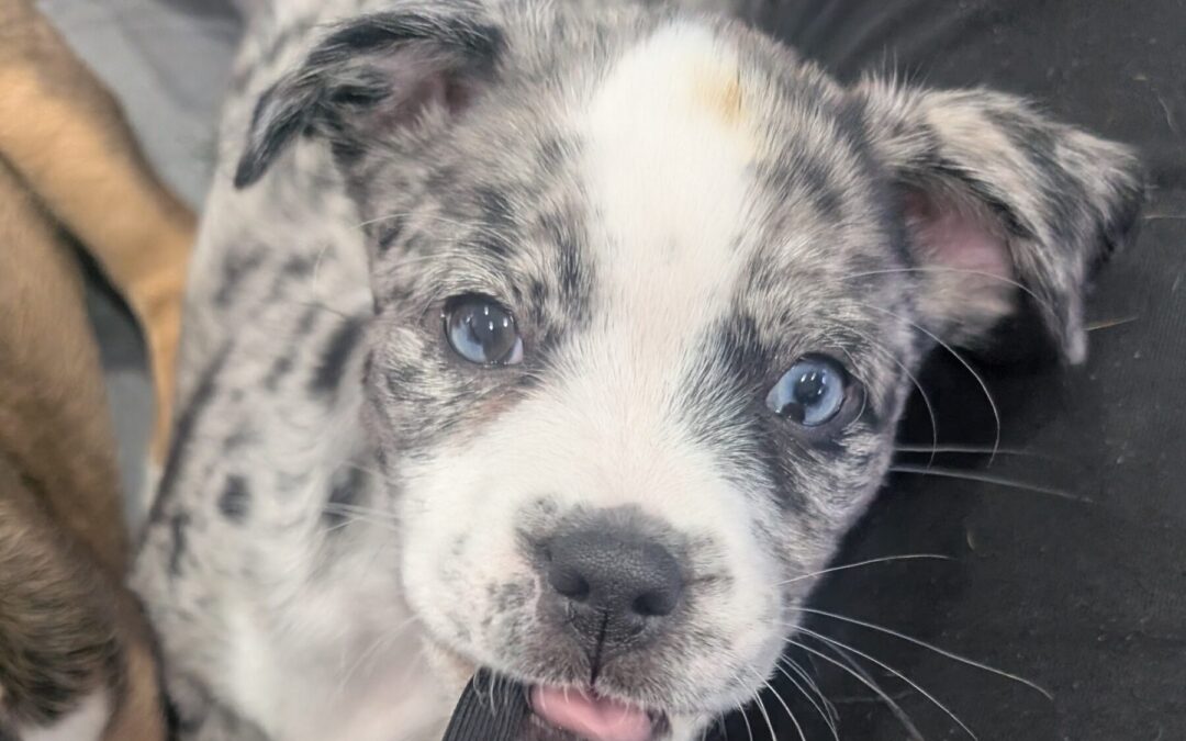 PXL_20260121_190817215.MP