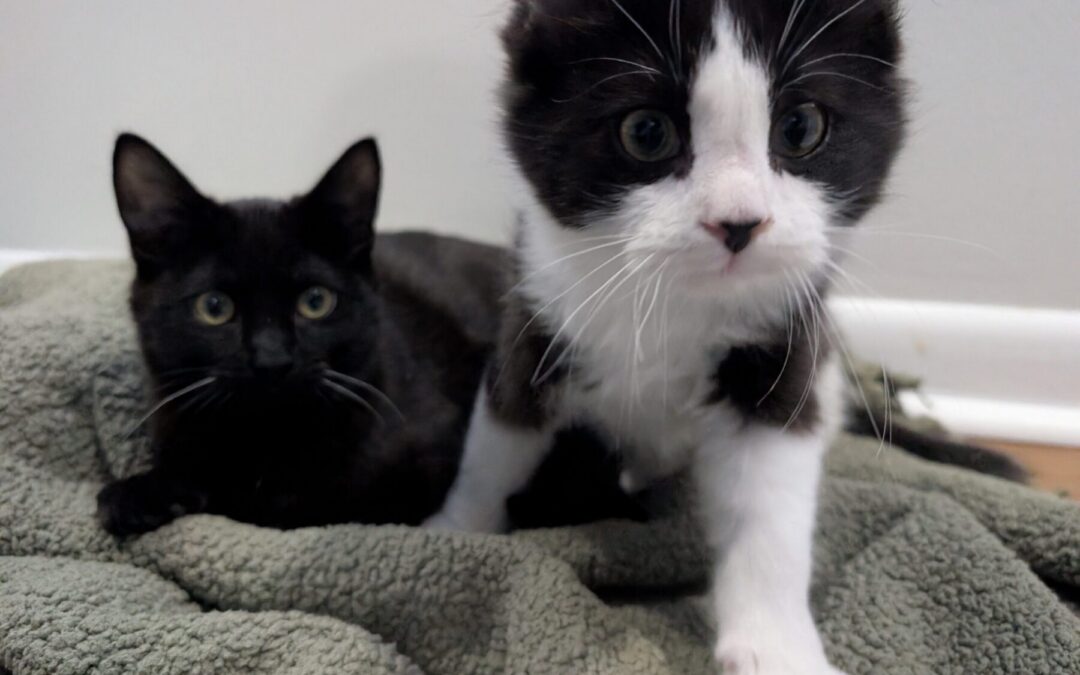 PXL_20260129_221811247