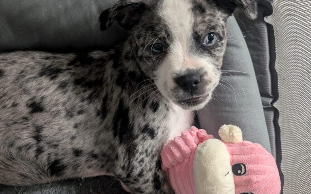 PXL_20260130_024215801