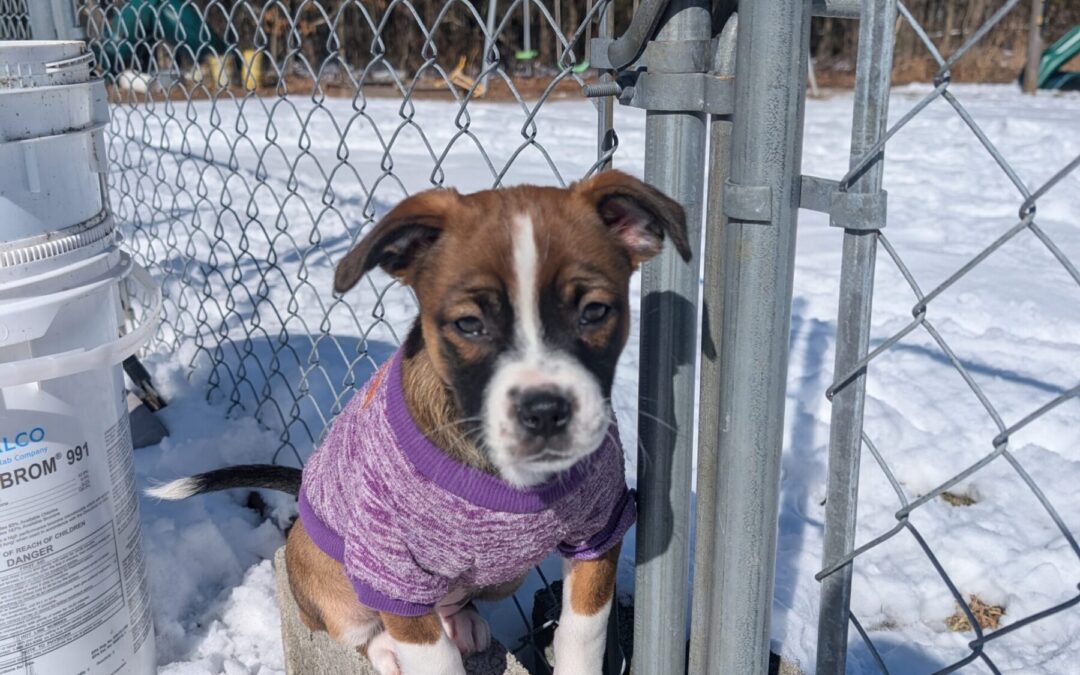 PXL_20260202_175313487.MP