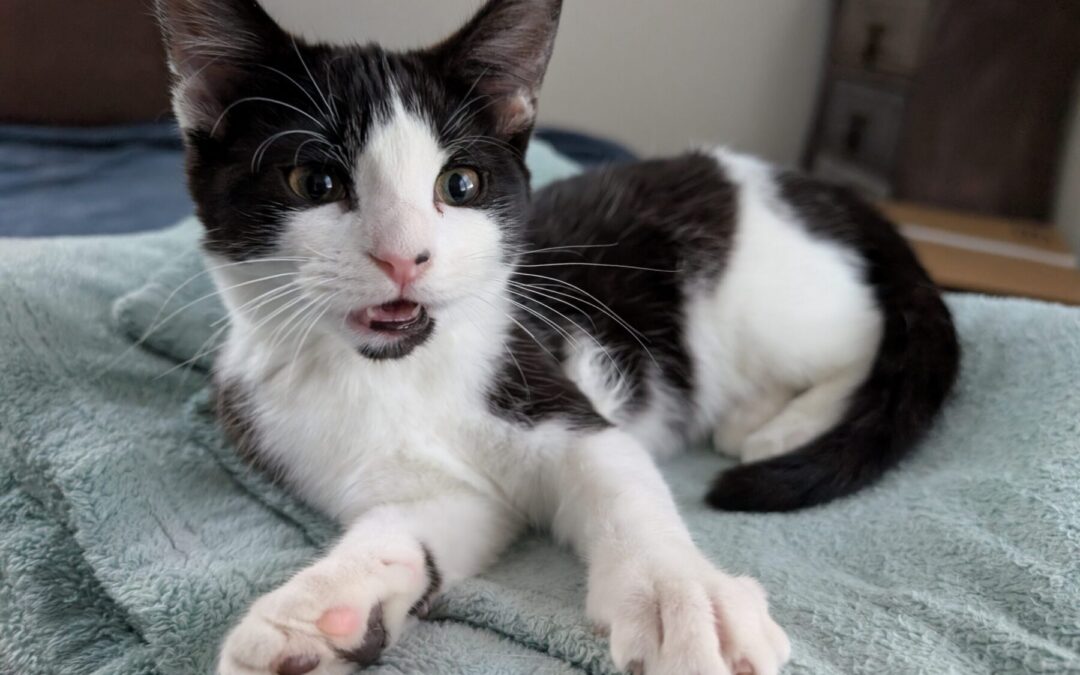 PXL_20260202_185956857.MP