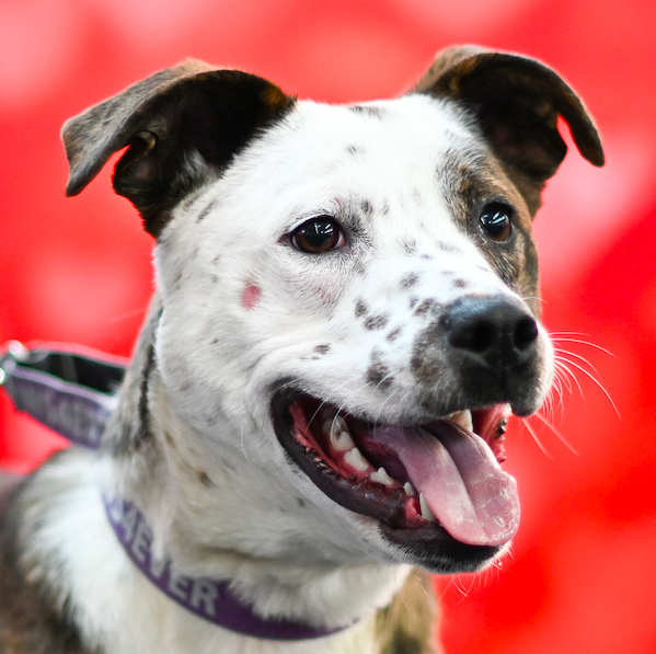 Screen Shot 2026-02-24 at 6.55.53 PM