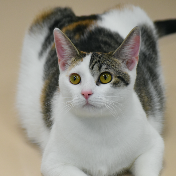 Screen Shot 2026-02-24 at 7.29.22 PM