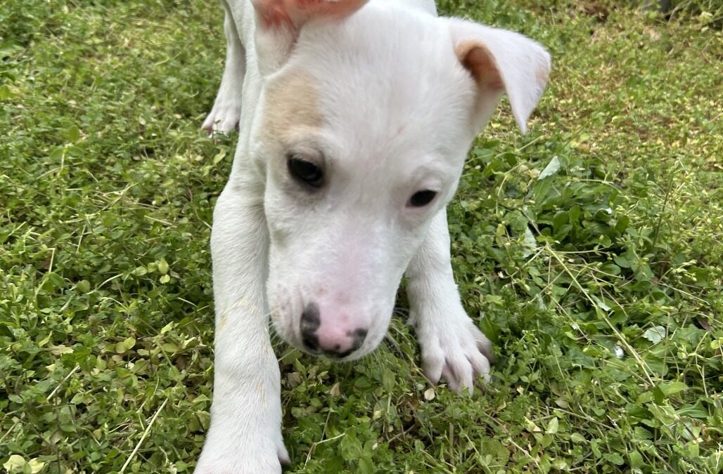 4a04a54f6106785a8f1ed8fa0ba1880b