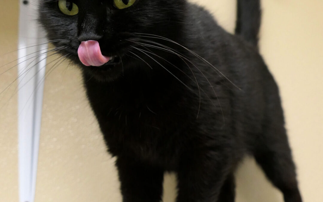 Willa Derp 2_KS
