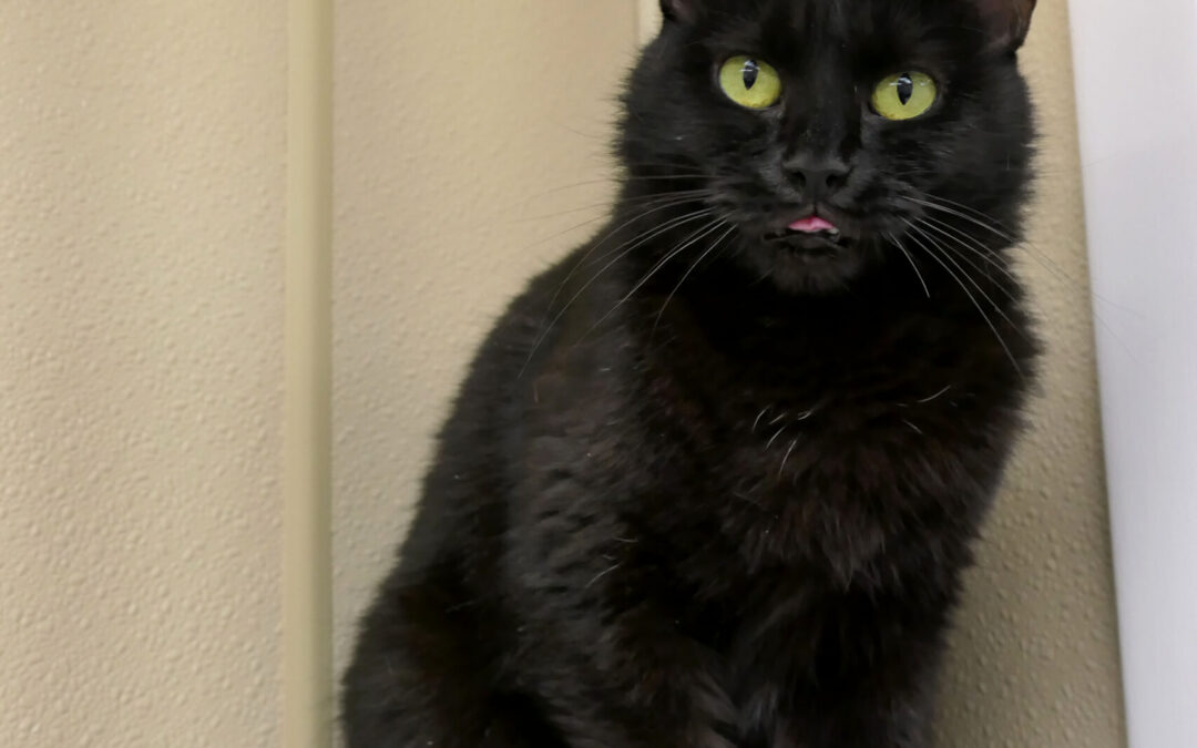 Willa Derp 3_KS