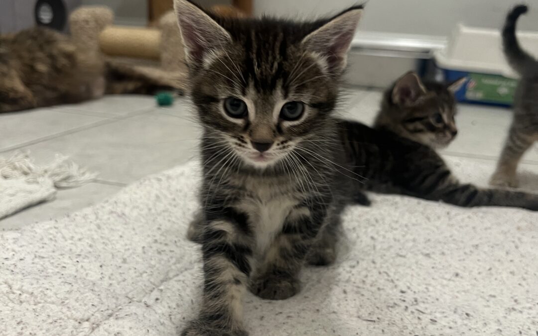 Beast
