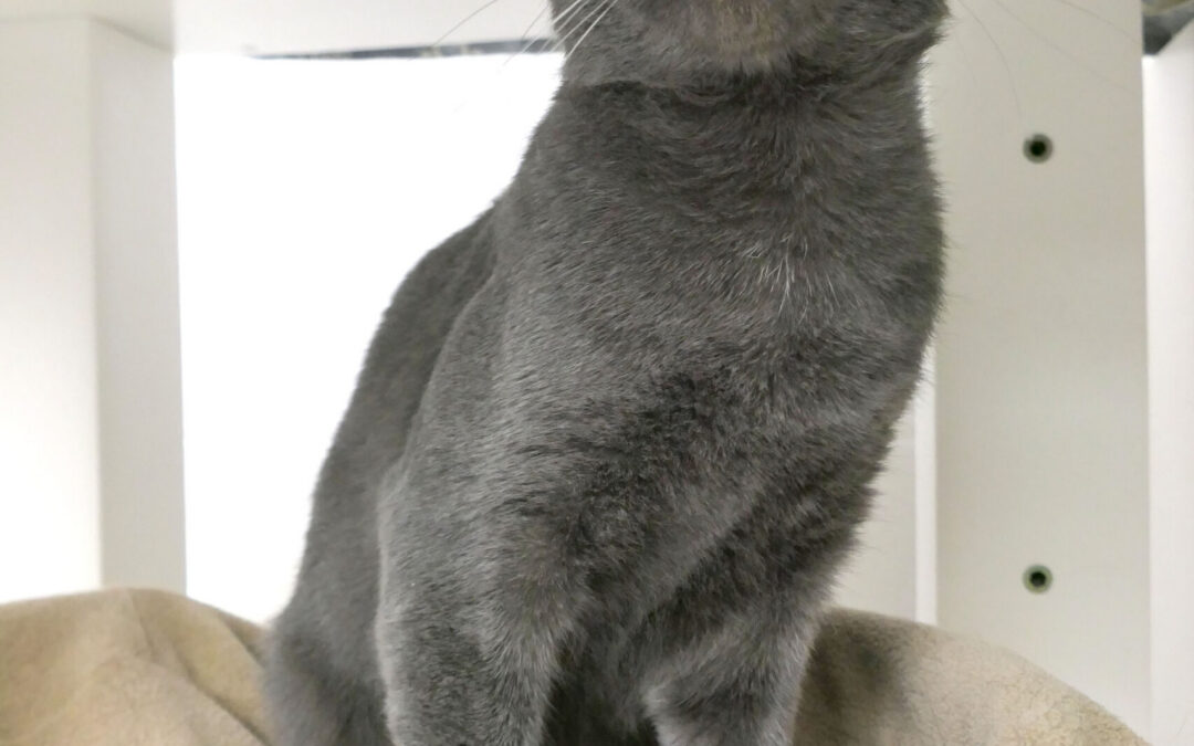 Stinkbug 8_KS