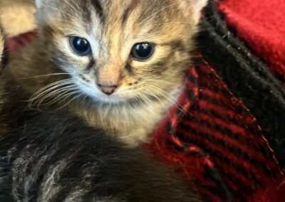 Piper