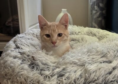 Darwin
