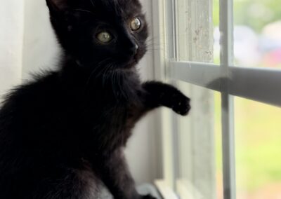 Chili