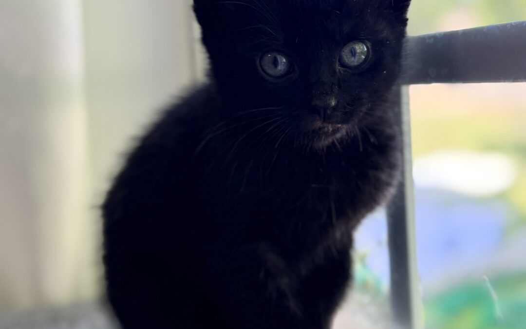 Peppercorn