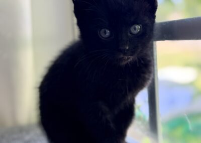 Peppercorn
