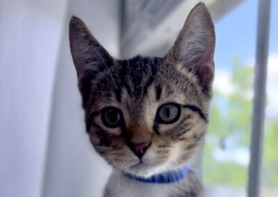 Nigel