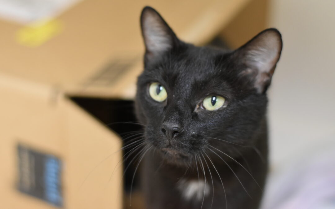 Mitzi
