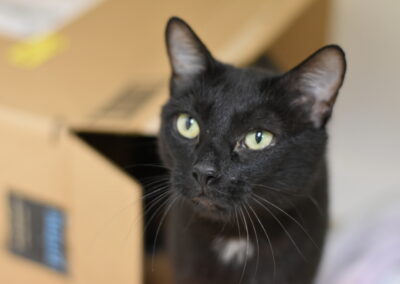 Mitzi