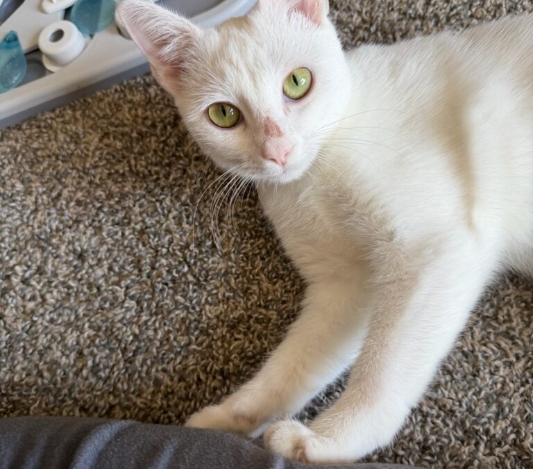 Fifi