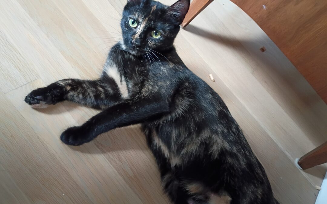 Patti