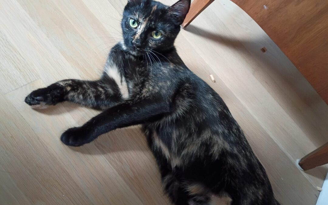 patti2 (1)