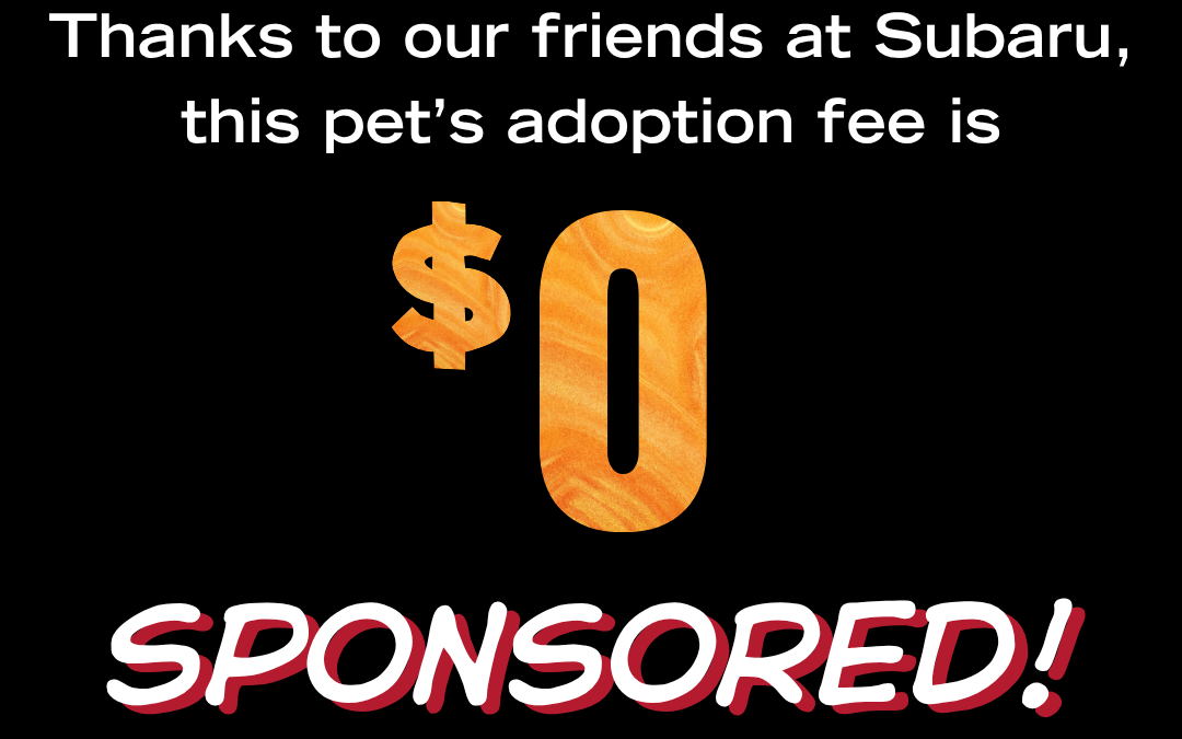 October 25 Subaru (5)